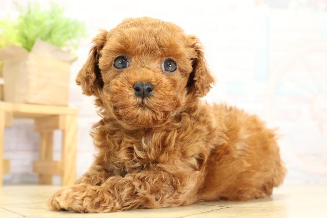 愛知県のトイプードル(トイ) (Coo&RIKU春日井店/2025年10月8日生まれ/男の子/レッド)の子犬の3枚目の画像