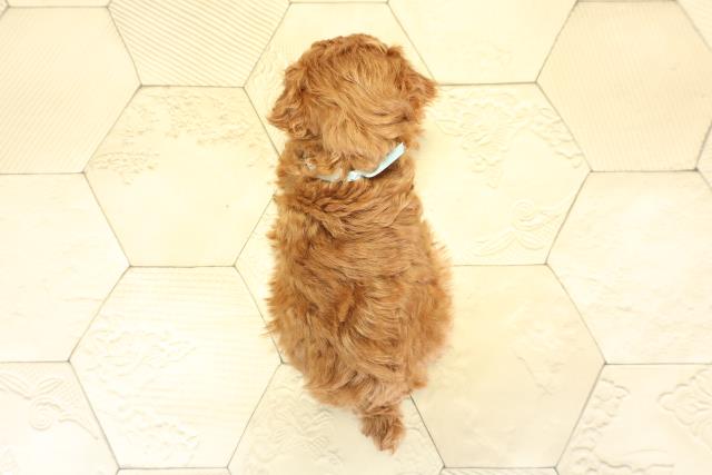 愛知県のトイプードル(トイ) (Coo&RIKU春日井店/2025年10月8日生まれ/男の子/レッド)の子犬の4枚目の画像