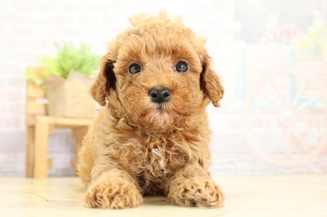 愛知県のトイプードル(トイ) (Coo&RIKU東海一宮店/2025年10月8日生まれ/男の子/レッド)の子犬の1枚目の画像