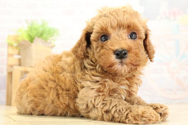 愛知県のトイプードル(トイ) (Coo&RIKU東海一宮店/2025年10月8日生まれ/男の子/レッド)の子犬の2枚目の画像