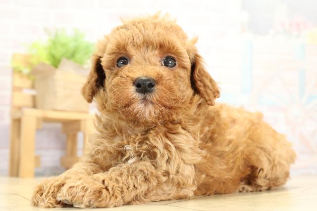 愛知県のトイプードル(トイ) (Coo&RIKU東海一宮店/2025年10月8日生まれ/男の子/レッド)の子犬の3枚目の画像