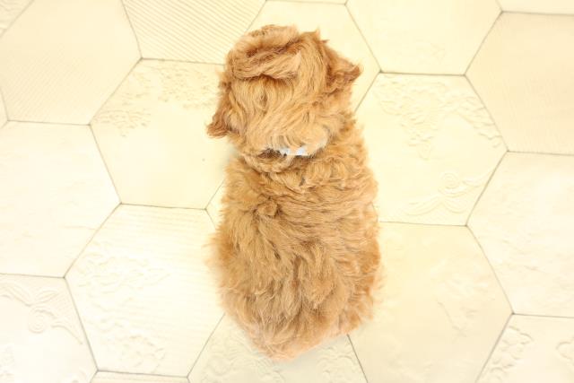 愛知県のトイプードル(トイ) (Coo&RIKU東海一宮店/2025年10月8日生まれ/男の子/レッド)の子犬の4枚目の画像