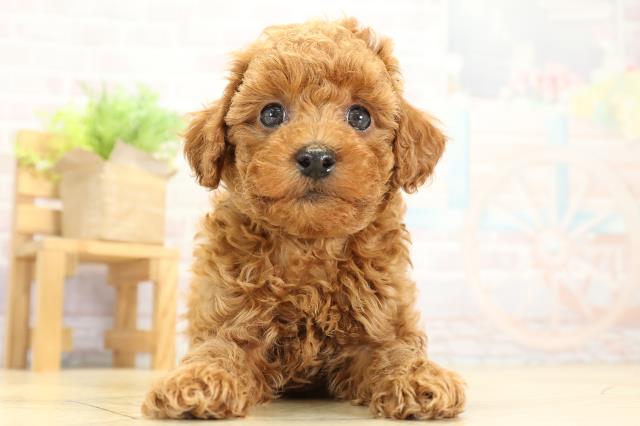 トイ・プードル