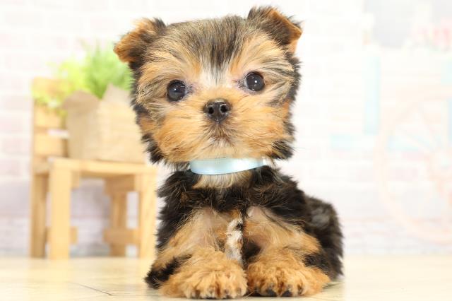 静岡県のヨークシャーテリア (Coo&RIKU富士店/2025年10月5日生まれ/男の子/スチールブルータン)の子犬の1枚目の画像