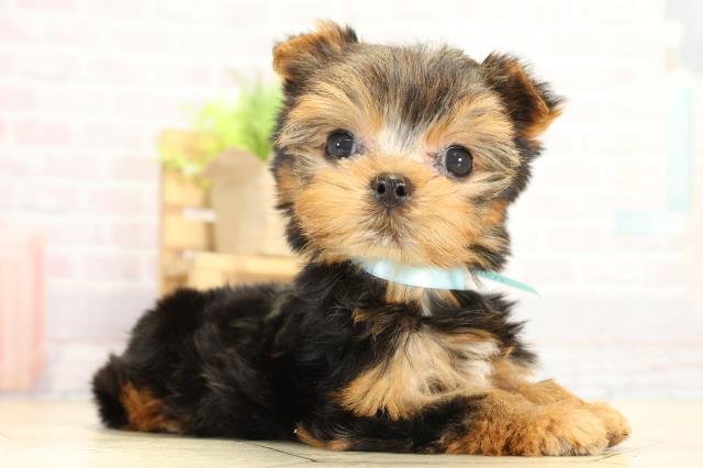 静岡県のヨークシャーテリア (Coo&RIKU富士店/2025年10月5日生まれ/男の子/スチールブルータン)の子犬の2枚目の画像