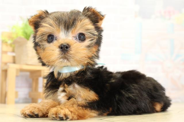 静岡県のヨークシャーテリア (Coo&RIKU富士店/2025年10月5日生まれ/男の子/スチールブルータン)の子犬の3枚目の画像