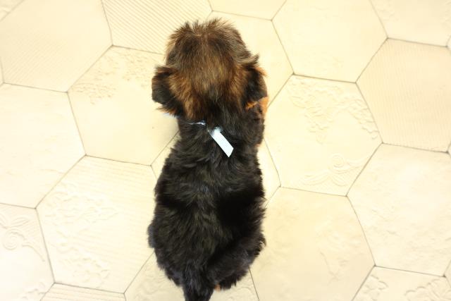 静岡県のヨークシャーテリア (Coo&RIKU富士店/2025年10月5日生まれ/男の子/スチールブルータン)の子犬の4枚目の画像