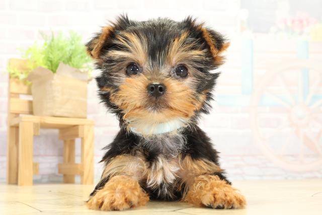 ヨークシャーテリア