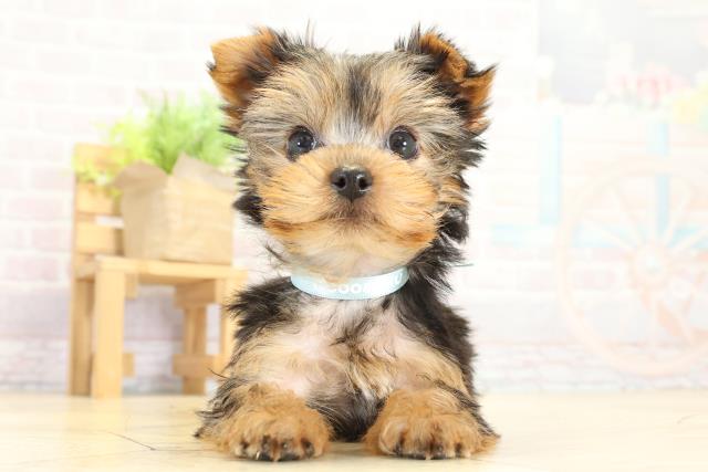 岐阜県のヨークシャーテリア (Coo&RIKU岐南店/2025年10月6日生まれ/男の子/スチールブルータン)の子犬