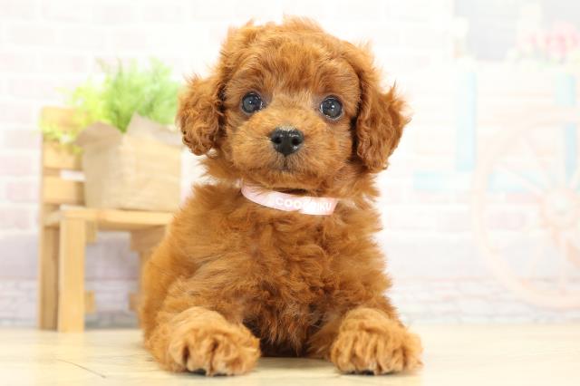 岐阜県のトイプードル(トイ) (Coo&RIKU各務原店/2025年10月7日生まれ/女の子/レッドフォーン)の子犬