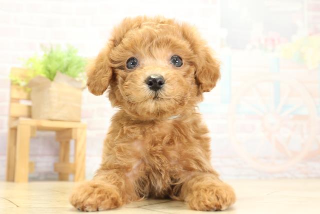 静岡県のトイプードル(トイ) (Coo&RIKU藤枝店/2025年10月8日生まれ/男の子/レッド)の子犬の1枚目の画像