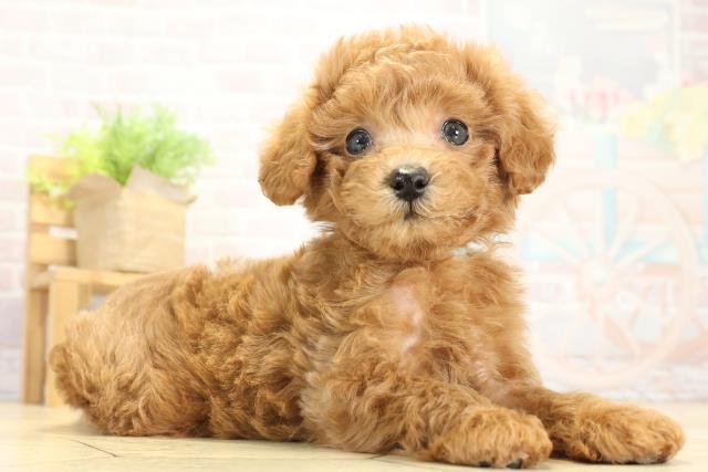 静岡県のトイプードル(トイ) (Coo&RIKU藤枝店/2025年10月8日生まれ/男の子/レッド)の子犬の2枚目の画像