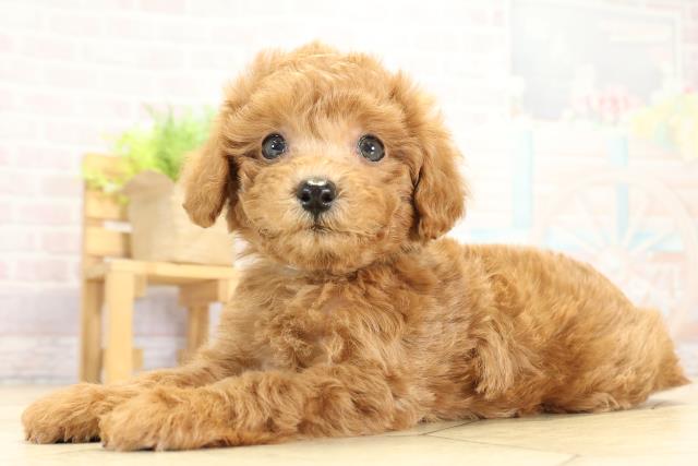 静岡県のトイプードル(トイ) (Coo&RIKU藤枝店/2025年10月8日生まれ/男の子/レッド)の子犬の3枚目の画像