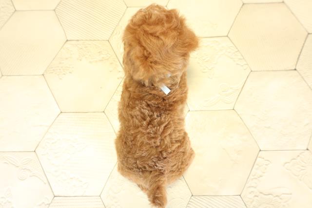 静岡県のトイプードル(トイ) (Coo&RIKU藤枝店/2025年10月8日生まれ/男の子/レッド)の子犬の4枚目の画像