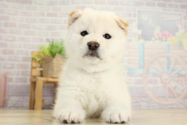 静岡県の柴犬(標準サイズ) (Coo&RIKU静岡SBS通り店/2025年10月8日生まれ/男の子/白)の子犬の1枚目の画像