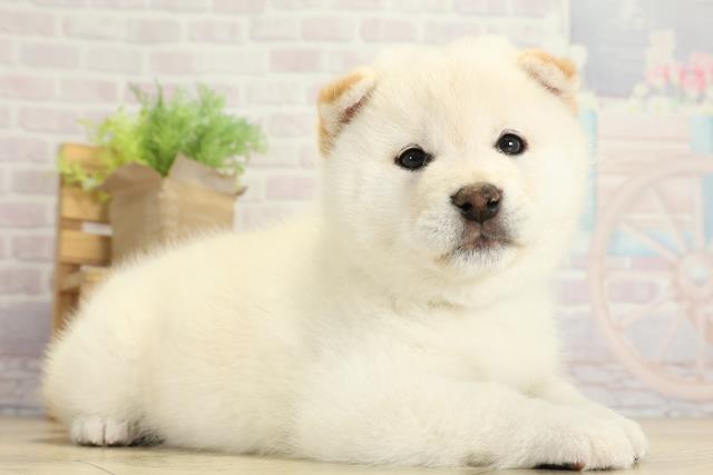 静岡県の柴犬(標準サイズ) (Coo&RIKU静岡SBS通り店/2025年10月8日生まれ/男の子/白)の子犬の2枚目の画像