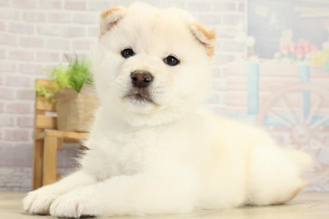 静岡県の柴犬(標準サイズ) (Coo&RIKU静岡SBS通り店/2025年10月8日生まれ/男の子/白)の子犬の3枚目の画像