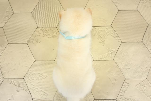 静岡県の柴犬(標準サイズ) (Coo&RIKU静岡SBS通り店/2025年10月8日生まれ/男の子/白)の子犬の4枚目の画像