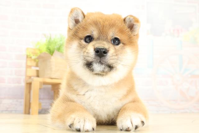 静岡県の柴犬(標準サイズ) (Coo&RIKU沼津店/2025年10月8日生まれ/女の子/赤)の子犬の1枚目の画像