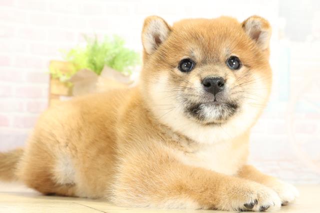 静岡県の柴犬(標準サイズ) (Coo&RIKU沼津店/2025年10月8日生まれ/女の子/赤)の子犬の2枚目の画像