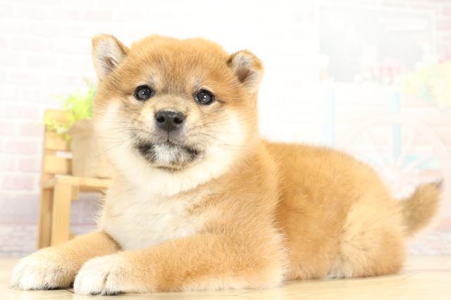 静岡県の柴犬(標準サイズ) (Coo&RIKU沼津店/2025年10月8日生まれ/女の子/赤)の子犬の3枚目の画像