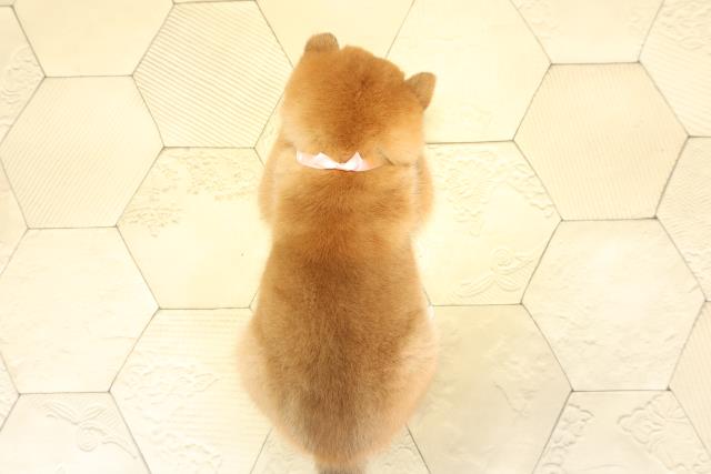 静岡県の柴犬(標準サイズ) (Coo&RIKU沼津店/2025年10月8日生まれ/女の子/赤)の子犬の4枚目の画像