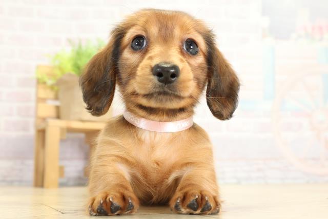 ミニチュア・ダックスフンド