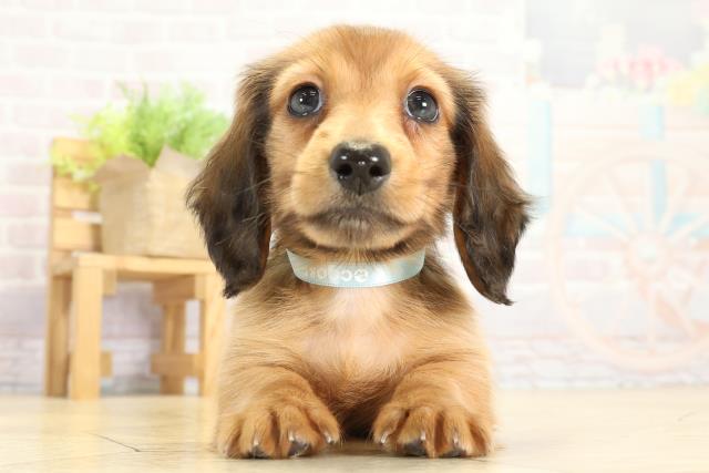 ミニチュア・ダックスフンド