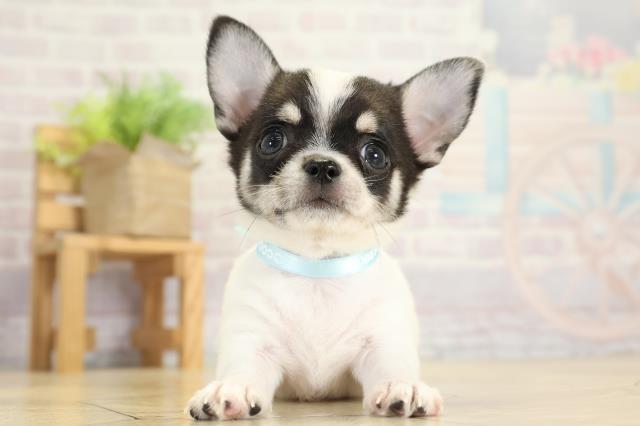 静岡県のチワワ(スムース) (Coo&RIKU浜松店/2025年10月6日生まれ/男の子/ホワイトブラックタン)の子犬の1枚目の画像