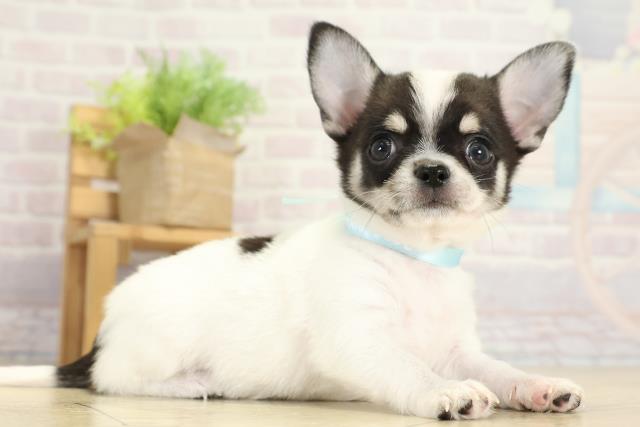 静岡県のチワワ(スムース) (Coo&RIKU浜松店/2025年10月6日生まれ/男の子/ホワイトブラックタン)の子犬の2枚目の画像