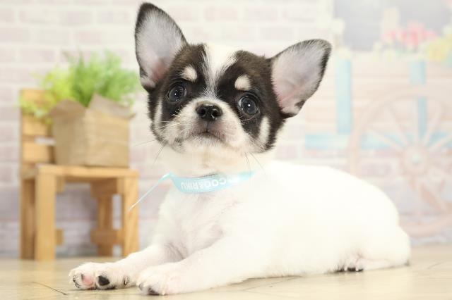 静岡県のチワワ(スムース) (Coo&RIKU浜松店/2025年10月6日生まれ/男の子/ホワイトブラックタン)の子犬の3枚目の画像