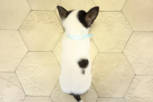 静岡県のチワワ(スムース) (Coo&RIKU浜松店/2025年10月6日生まれ/男の子/ホワイトブラックタン)の子犬の4枚目の画像