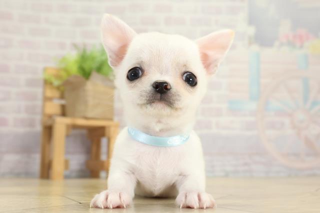 愛知県のチワワ(スムース) (Coo&RIKU春日井店/2025年10月6日生まれ/男の子/クリーム)の子犬の1枚目の画像