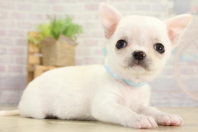 愛知県のチワワ(スムース) (Coo&RIKU春日井店/2025年10月6日生まれ/男の子/クリーム)の子犬の2枚目の画像