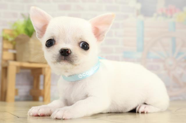 愛知県のチワワ(スムース) (Coo&RIKU春日井店/2025年10月6日生まれ/男の子/クリーム)の子犬の3枚目の画像