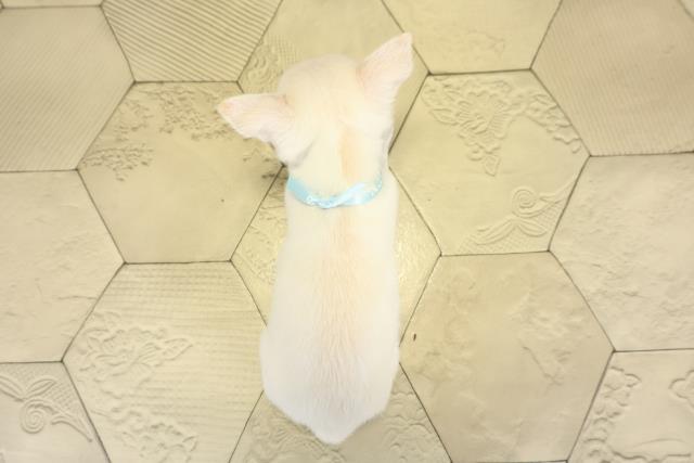 愛知県のチワワ(スムース) (Coo&RIKU春日井店/2025年10月6日生まれ/男の子/クリーム)の子犬の4枚目の画像