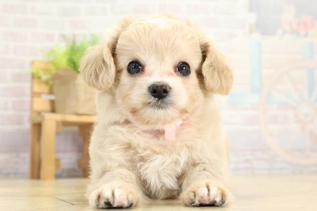 愛知県のチワプー/プーチー(チワワ×プードル) (Coo&RIKU東海一宮店/2025年10月7日生まれ/女の子/アプリコット)の子犬の1枚目の画像