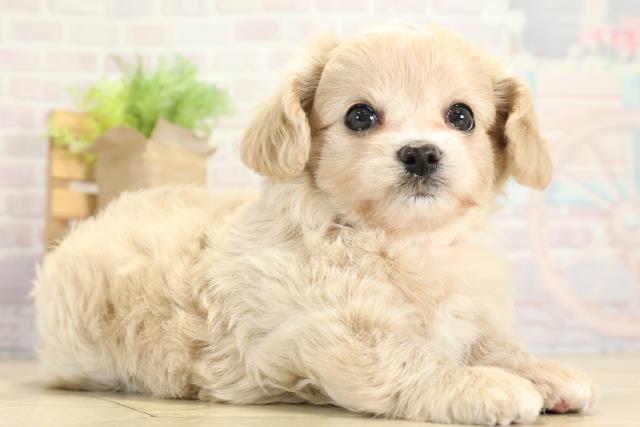 愛知県のチワプー/プーチー(チワワ×プードル) (Coo&RIKU東海一宮店/2025年10月7日生まれ/女の子/アプリコット)の子犬の2枚目の画像