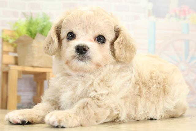 愛知県のチワプー/プーチー(チワワ×プードル) (Coo&RIKU東海一宮店/2025年10月7日生まれ/女の子/アプリコット)の子犬の3枚目の画像