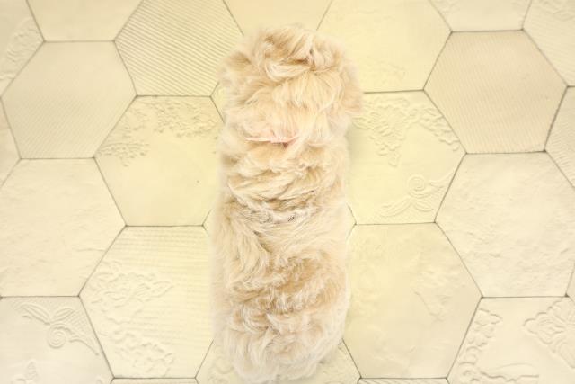 愛知県のチワプー/プーチー(チワワ×プードル) (Coo&RIKU東海一宮店/2025年10月7日生まれ/女の子/アプリコット)の子犬の4枚目の画像