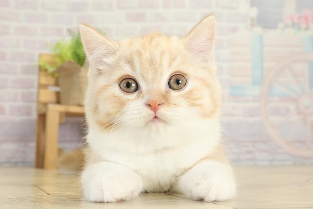 岐阜県のスコティッシュフォールド (Coo&RIKU各務原店/2025年10月7日生まれ/男の子/クリームカメオタビーホワイト)の子猫