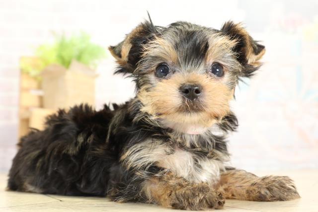 愛知県のヨークシャーテリア (Coo&RIKU東海一宮店/2025年10月7日生まれ/女の子/スチールブルータン)の子犬の2枚目の画像