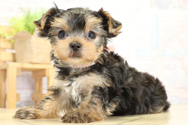 愛知県のヨークシャーテリア (Coo&RIKU東海一宮店/2025年10月7日生まれ/女の子/スチールブルータン)の子犬の3枚目の画像