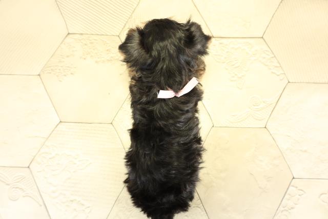 愛知県のヨークシャーテリア (Coo&RIKU東海一宮店/2025年10月7日生まれ/女の子/スチールブルータン)の子犬の4枚目の画像