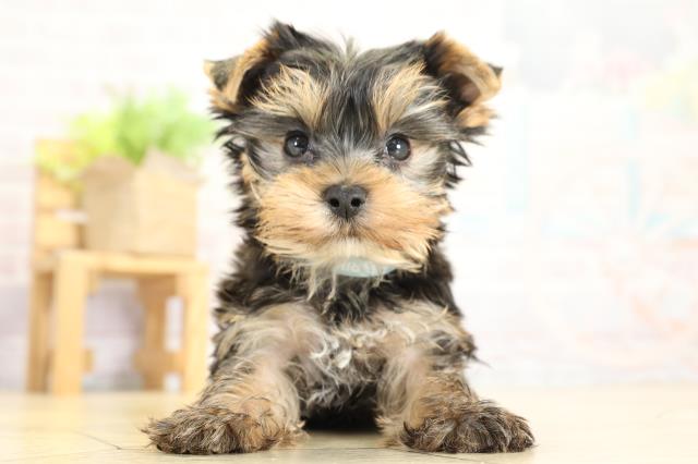 ヨークシャーテリア