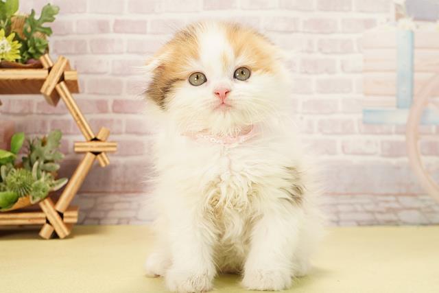 静岡県のスコティッシュフォールド (Coo&RIKU静岡SBS通り店/2025年10月6日生まれ/女の子/ブラウンパッチドタビーホワイト)の子猫の1枚目の画像