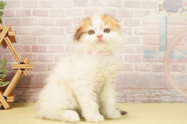 静岡県のスコティッシュフォールド (Coo&RIKU静岡SBS通り店/2025年10月6日生まれ/女の子/ブラウンパッチドタビーホワイト)の子猫の2枚目の画像