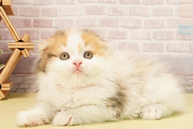 静岡県のスコティッシュフォールド (Coo&RIKU静岡SBS通り店/2025年10月6日生まれ/女の子/ブラウンパッチドタビーホワイト)の子猫の3枚目の画像