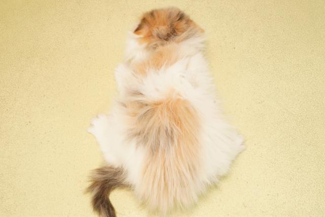 静岡県のスコティッシュフォールド (Coo&RIKU静岡SBS通り店/2025年10月6日生まれ/女の子/ブラウンパッチドタビーホワイト)の子猫の4枚目の画像