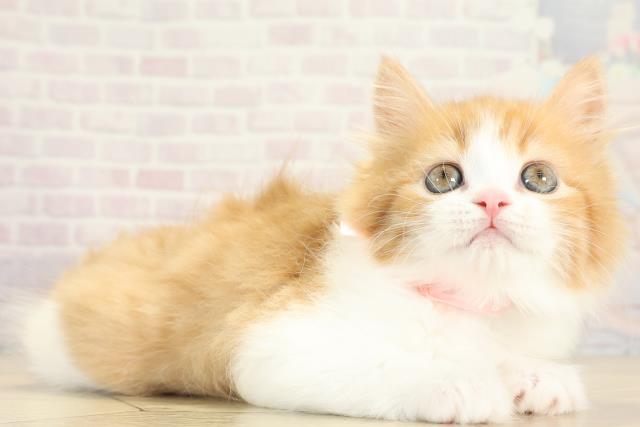 愛知県のスコティッシュストレート (Coo&RIKU東海一宮店/2025年10月8日生まれ/女の子/レッドタビーホワイト)の子猫の2枚目の画像